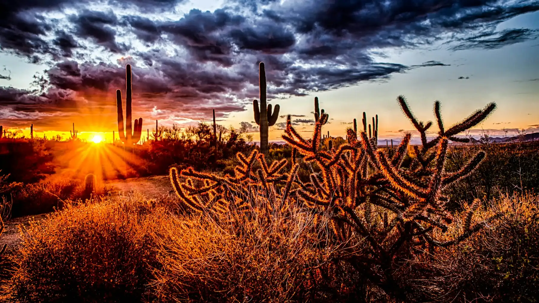 Saguaros at sunset in the Cave Creek desert (placeholder photo)