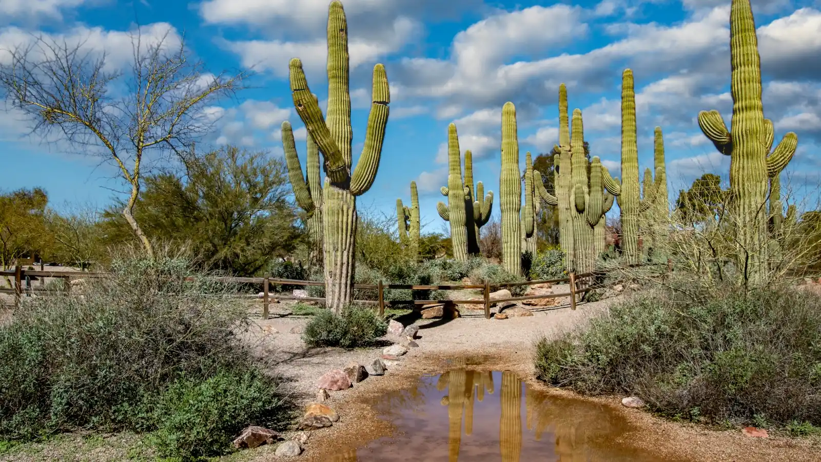 Saguaros and desert plants in Gilbert (placeholder photo)
